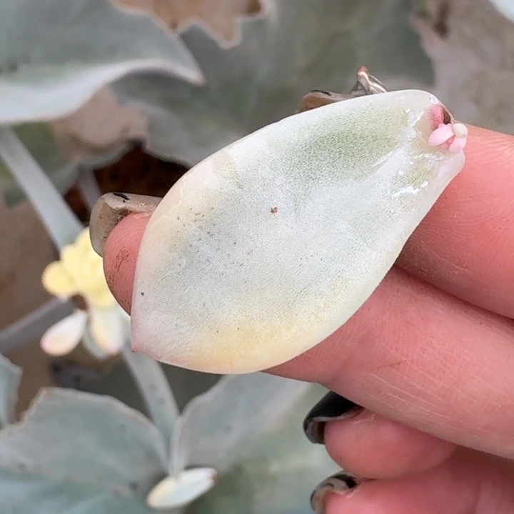 冷香叶片一物一拍