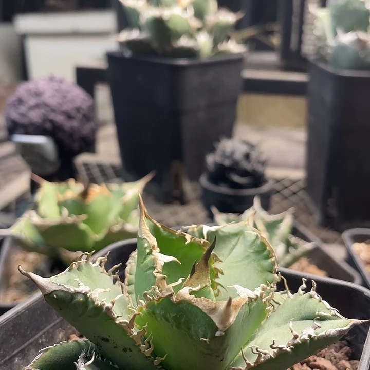 女王888888888888888