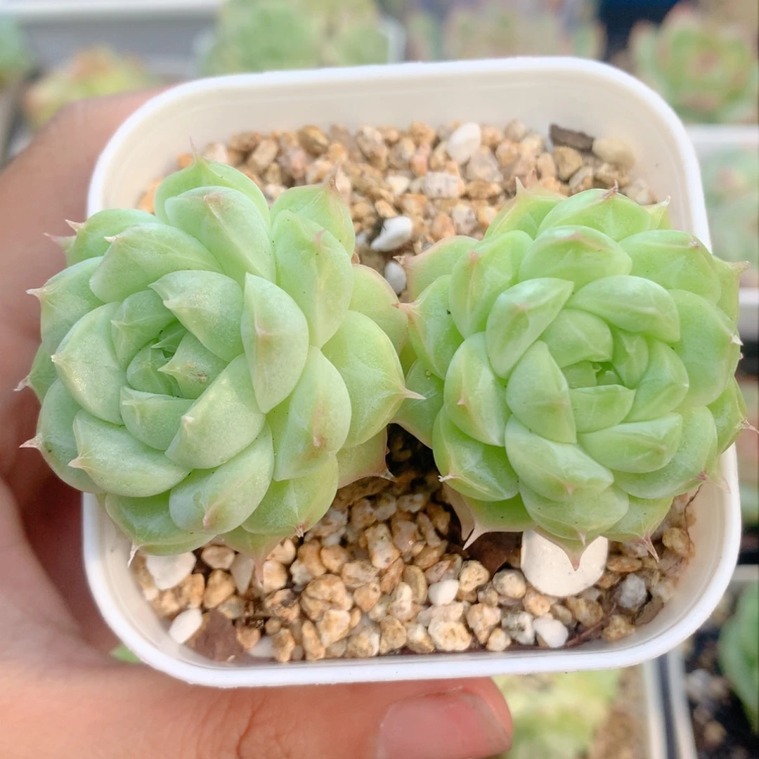 58包邮  群生不包整07