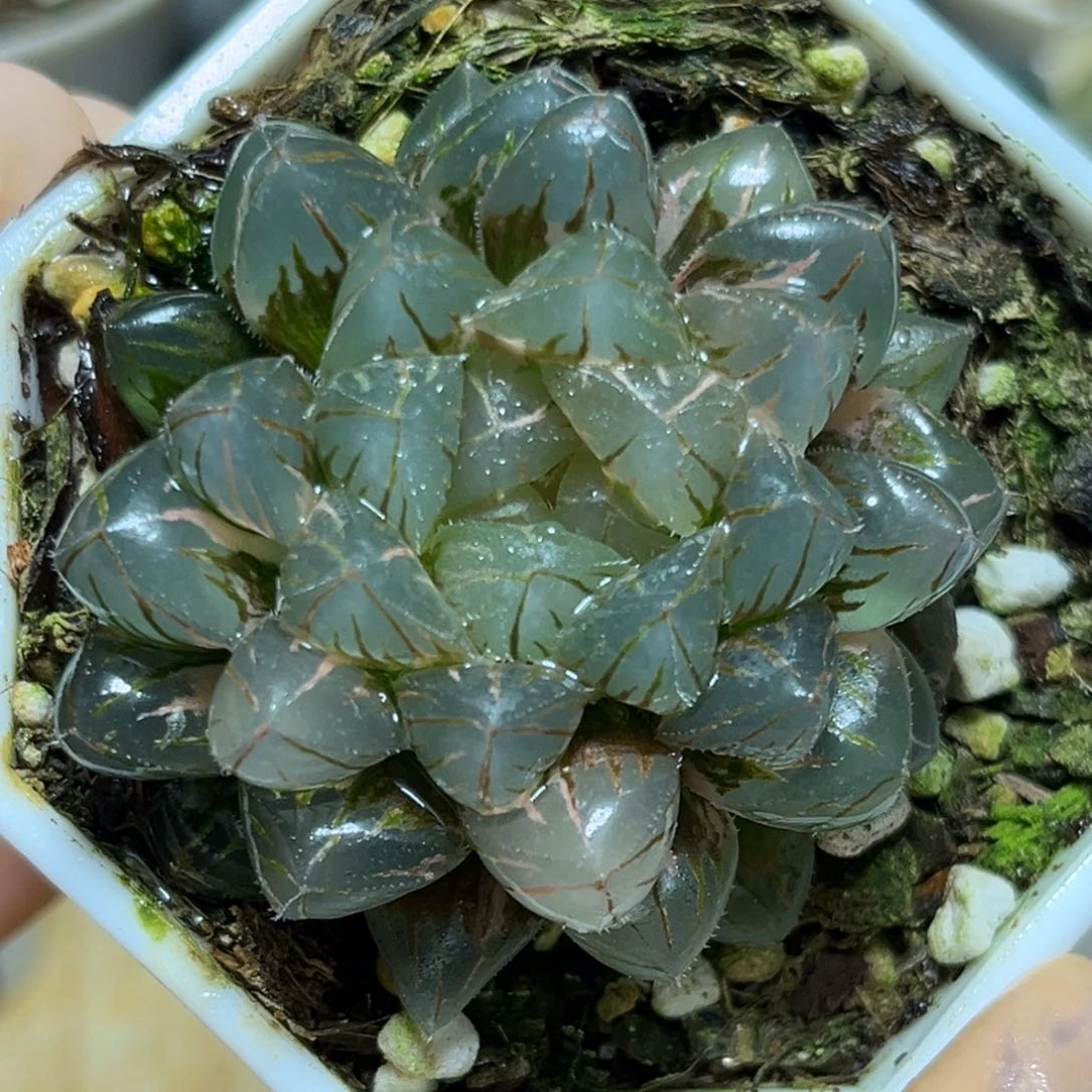 恭喜发财大吉大利688