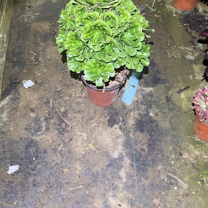 不包侧枝一物一拍12