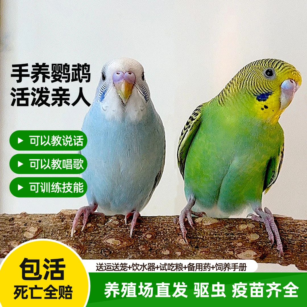 会学说话的虎皮鹦鹉可爱宠物鸟观赏鸟手养小型活体鸟类