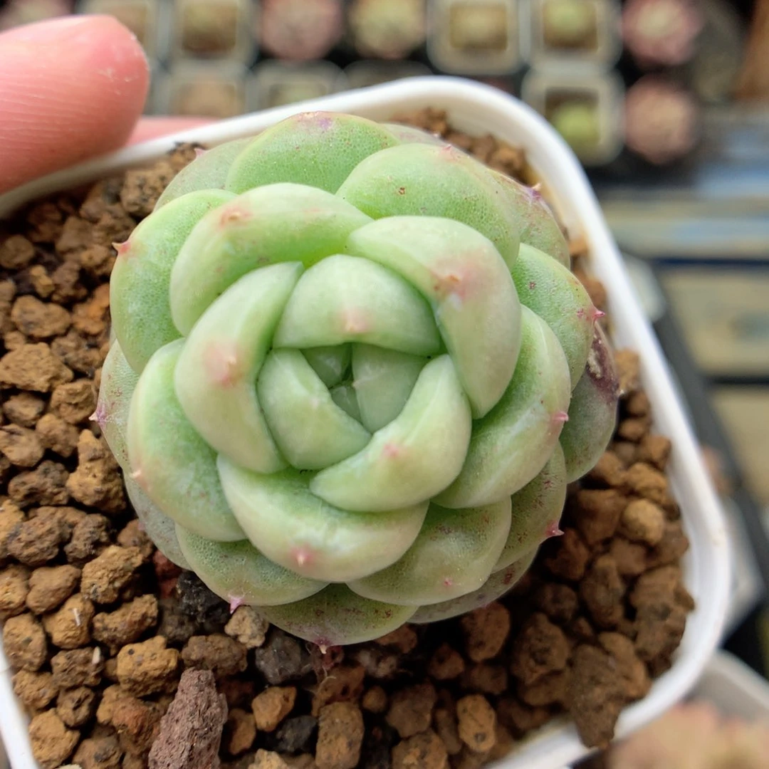 X184秃子绿透珍妮Q42