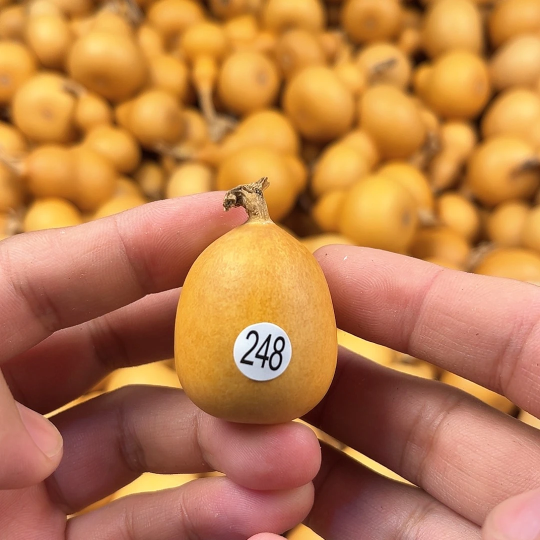 二葫芦葫芦葫芦葫芦248