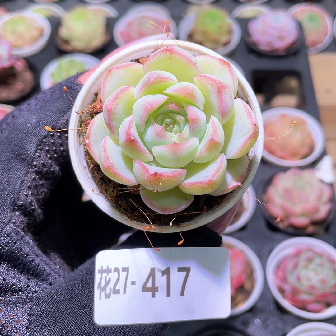 花利美27-417新品