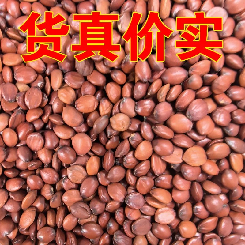 【粉/仁 可选】河北正宗太行山酸枣仁炒熟纯粉邢枣仁内丘酸枣仁源头