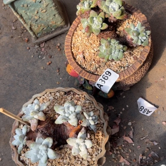 ?****?谢谢姐姐～一物一拍869两颗