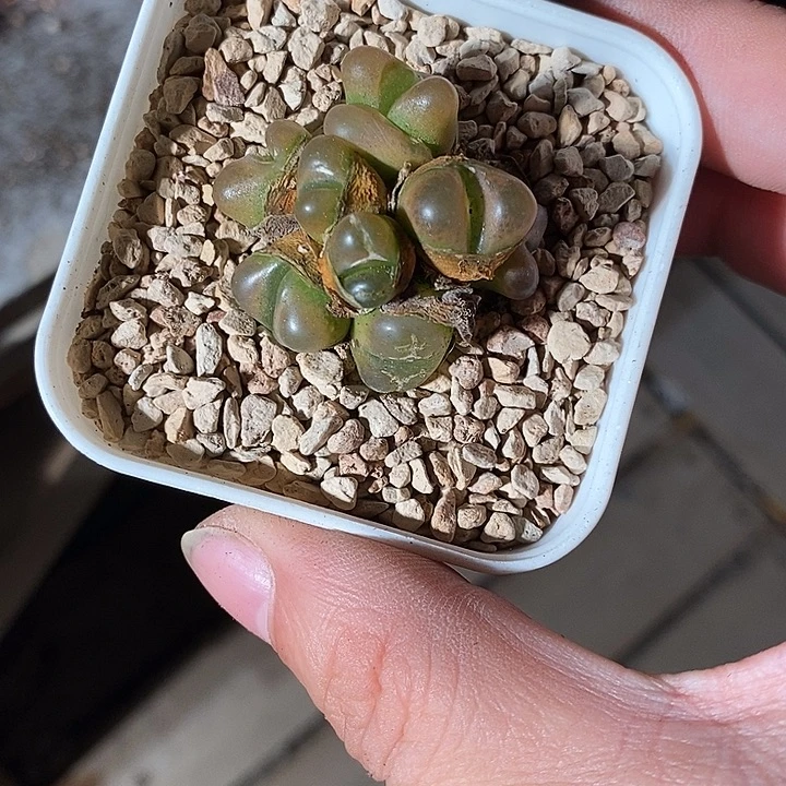 24332。   毛毛群生。