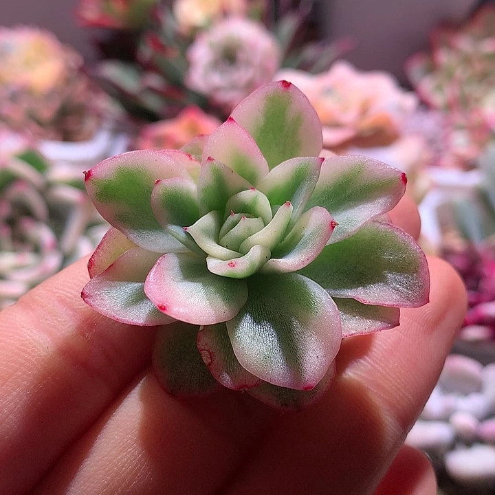 玉杯东云腹轮锦有根