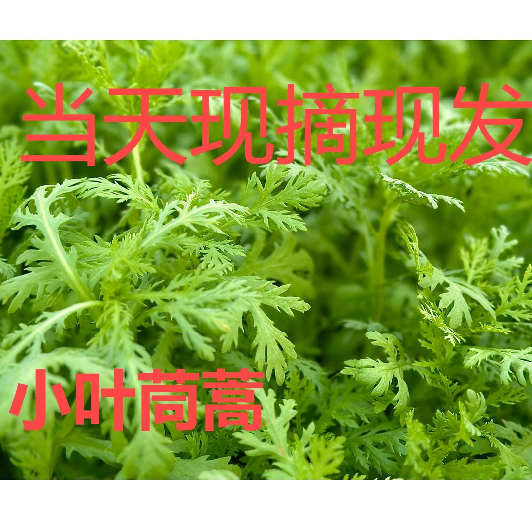 苏北本地小叶茼蒿 现采顺丰直发