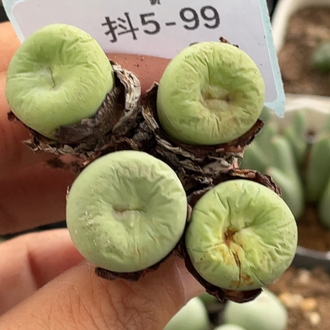 5-99嘴多肉植物肉锥