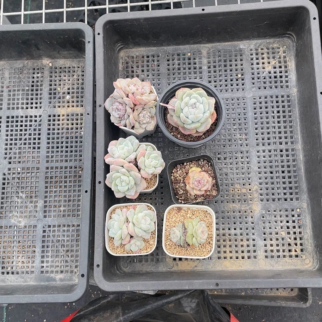 框拍！开播精品多肉
