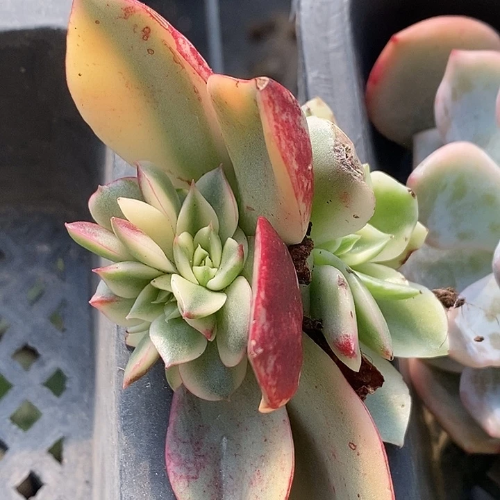 斗牛士锦底座多肉植物