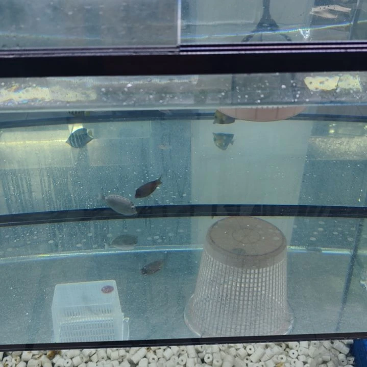 海水鱼黄狐狸，小蓝吊，太阳魔