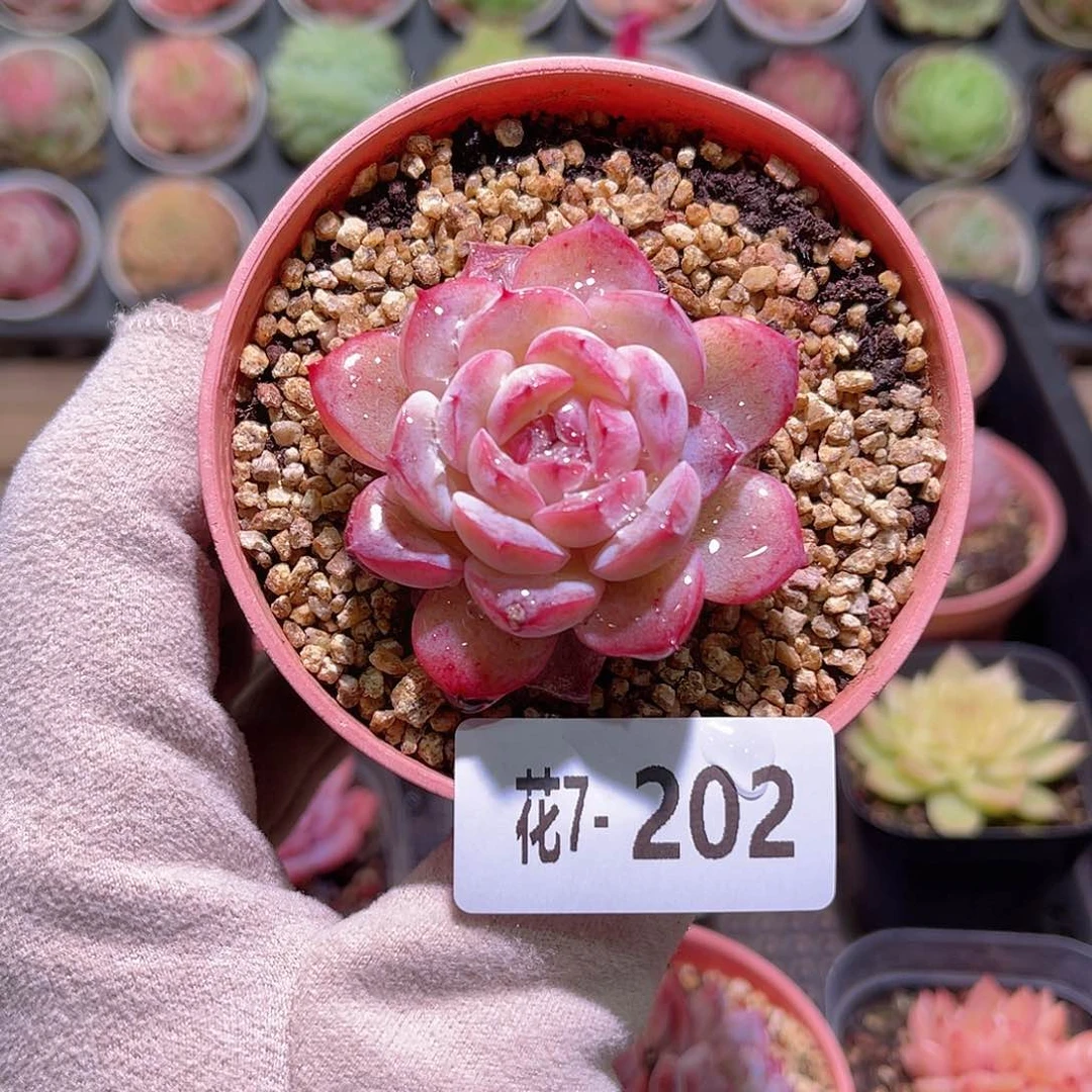 花利美7-202新品