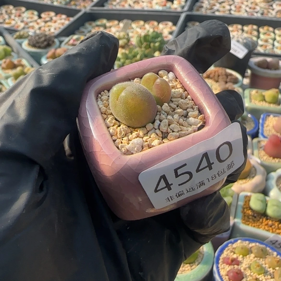 4540--一物一拍 带盆