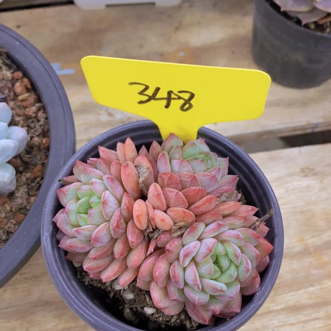 开心多肉，清货最后一场