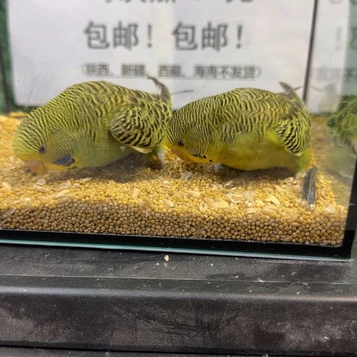 虎皮鹦鹉大头虎皮鹦鹉