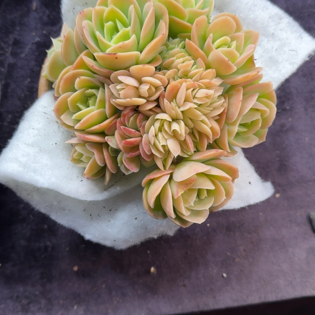 下***@星娜塔缀化一物一拍