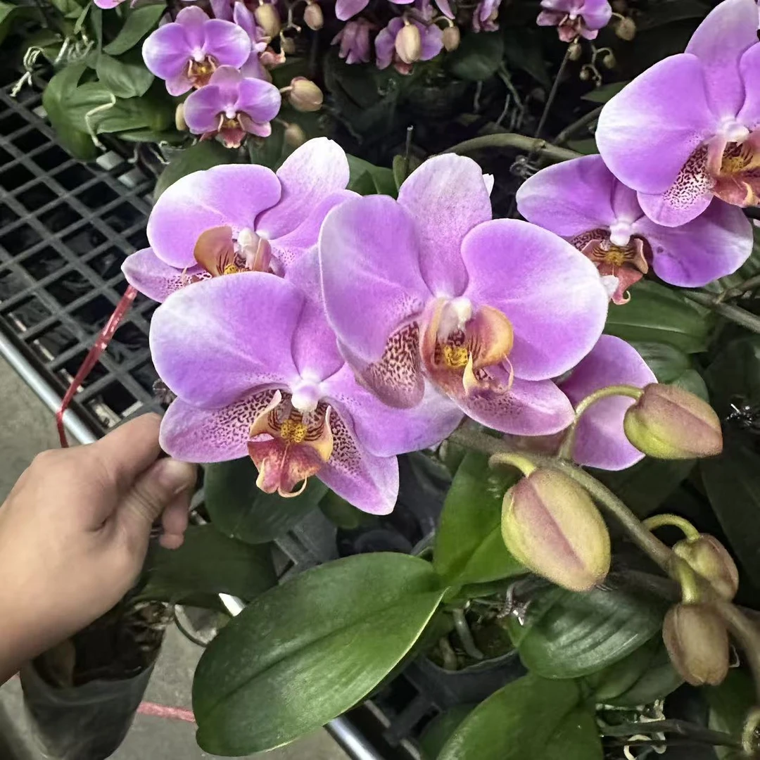 蝴蝶兰【鸿运】单花剑 高端花卉 室内花花  广州直发