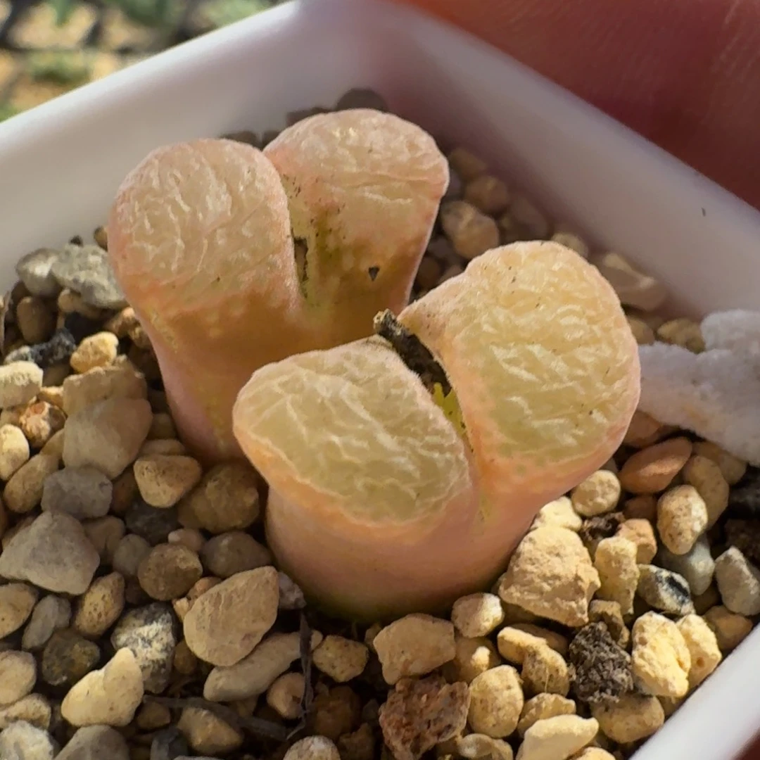 ?****?多肉............