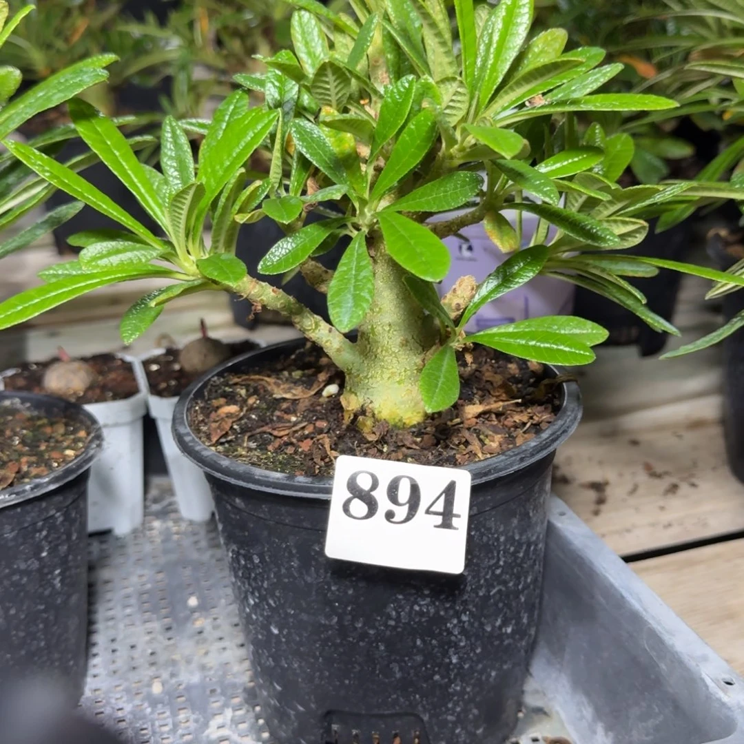 巨硫桑块根多肉植物