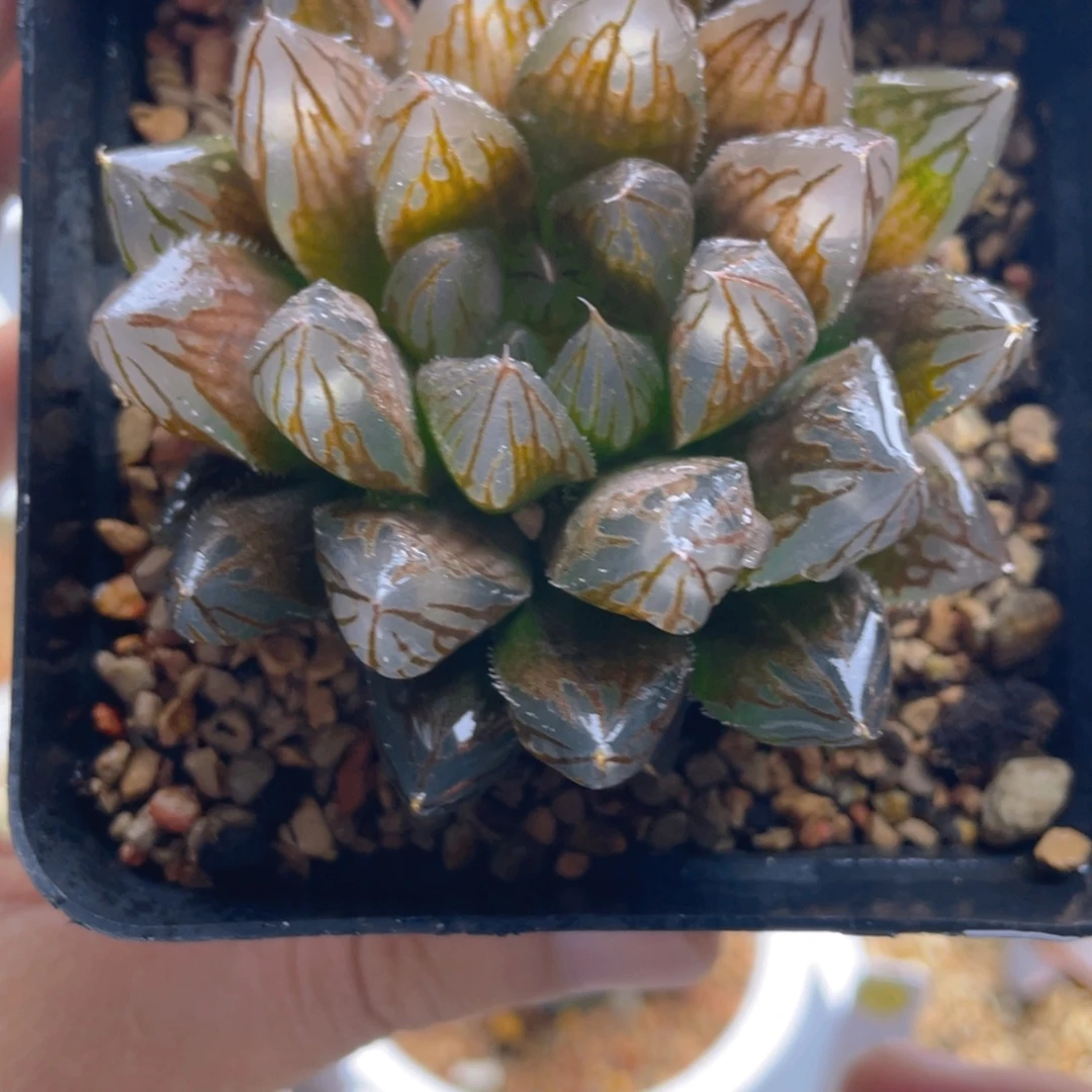 19.十二卷实生玉露锦。