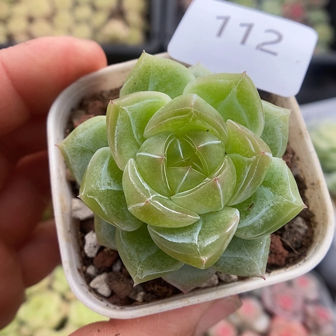 一物一拍一物一拍925-112