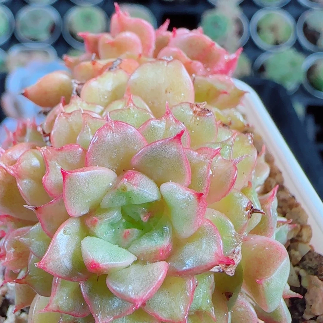 花语逸镜1014-186特斯拉