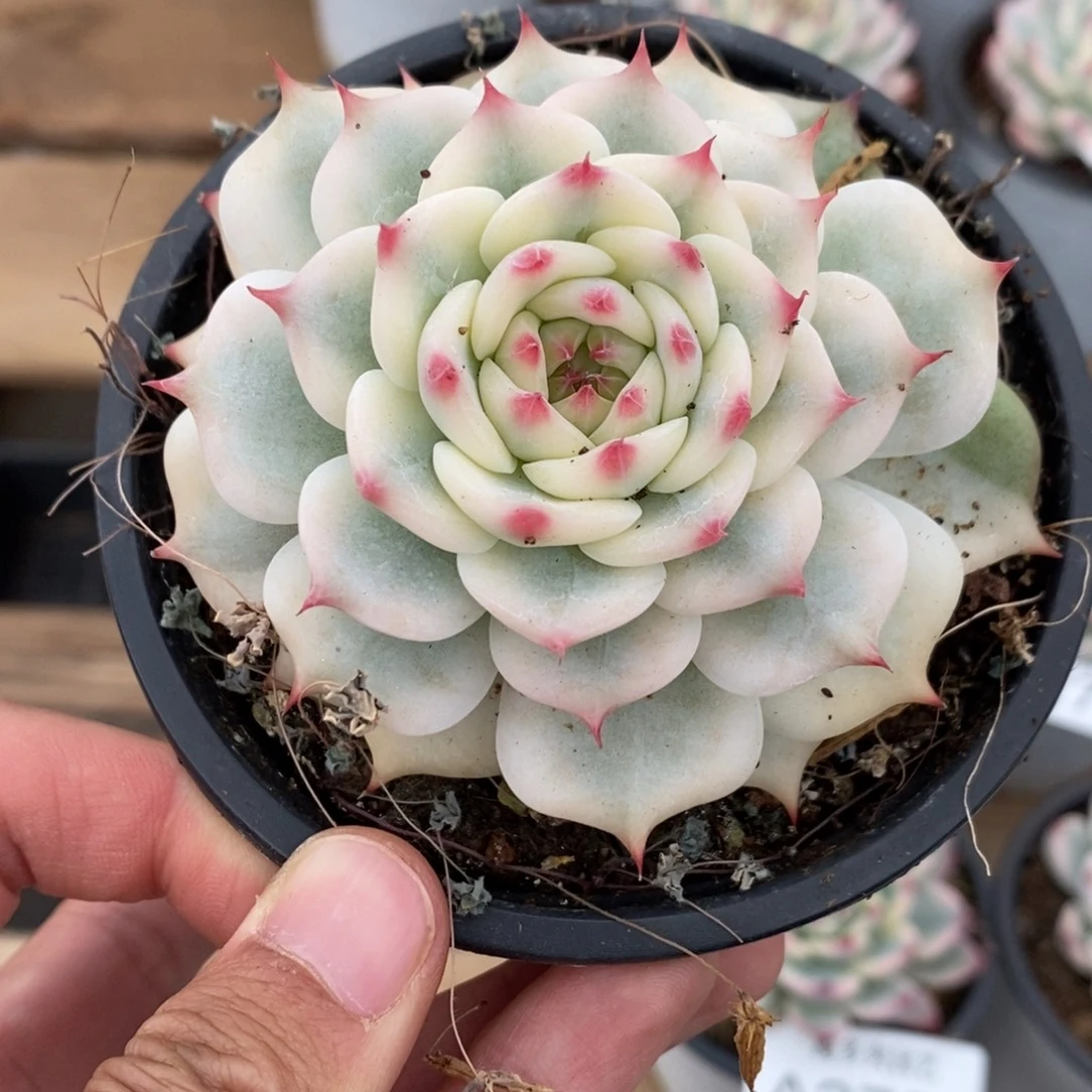 吉娃娃锦多肉植物A2756