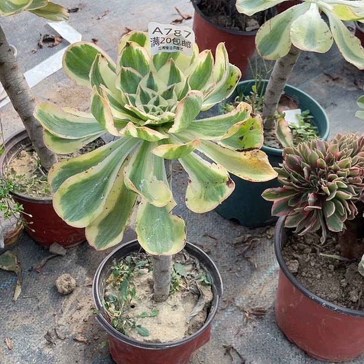 787燕姿锦多肉法师