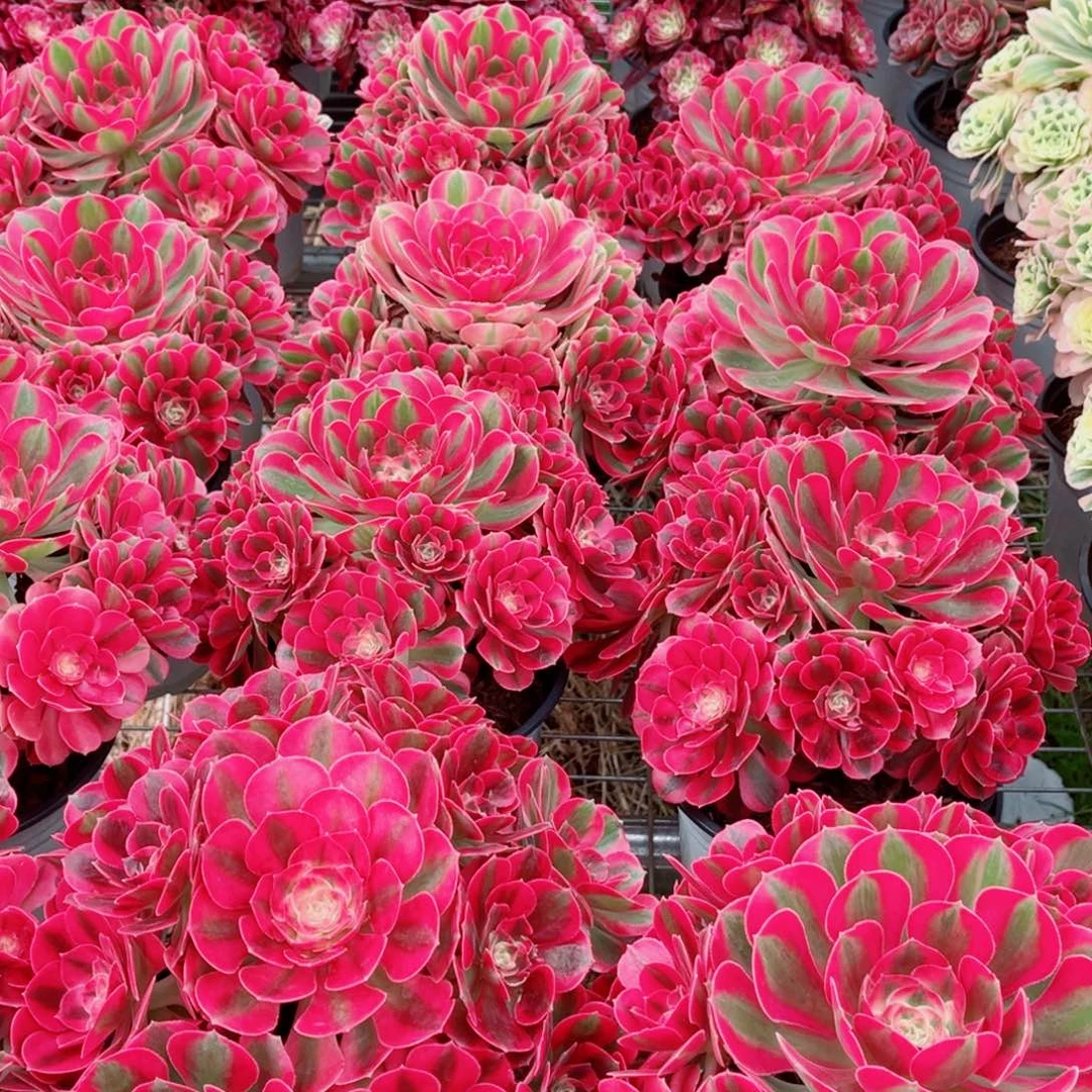 模特水蜜桃量拍多肉法师一个