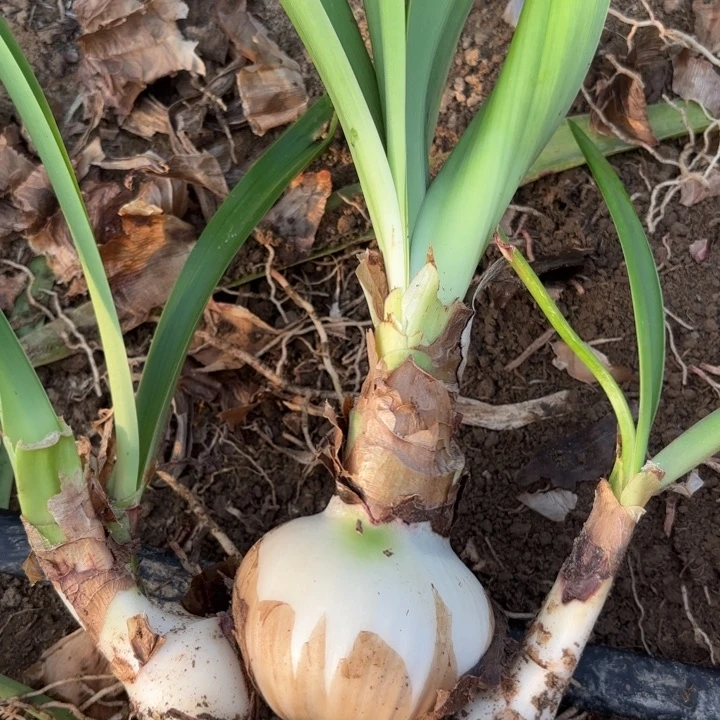 无花朵达芙妮籽播开花不售后二号
