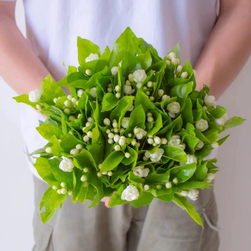 【茉莉花1大扎】带香味轻微掉花苞 任意两件发顺丰京东