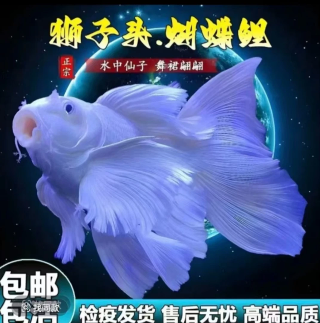 随机发货25-30公分蝴蝶鲤