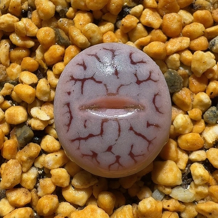 生石花11121。 粉体373。   310