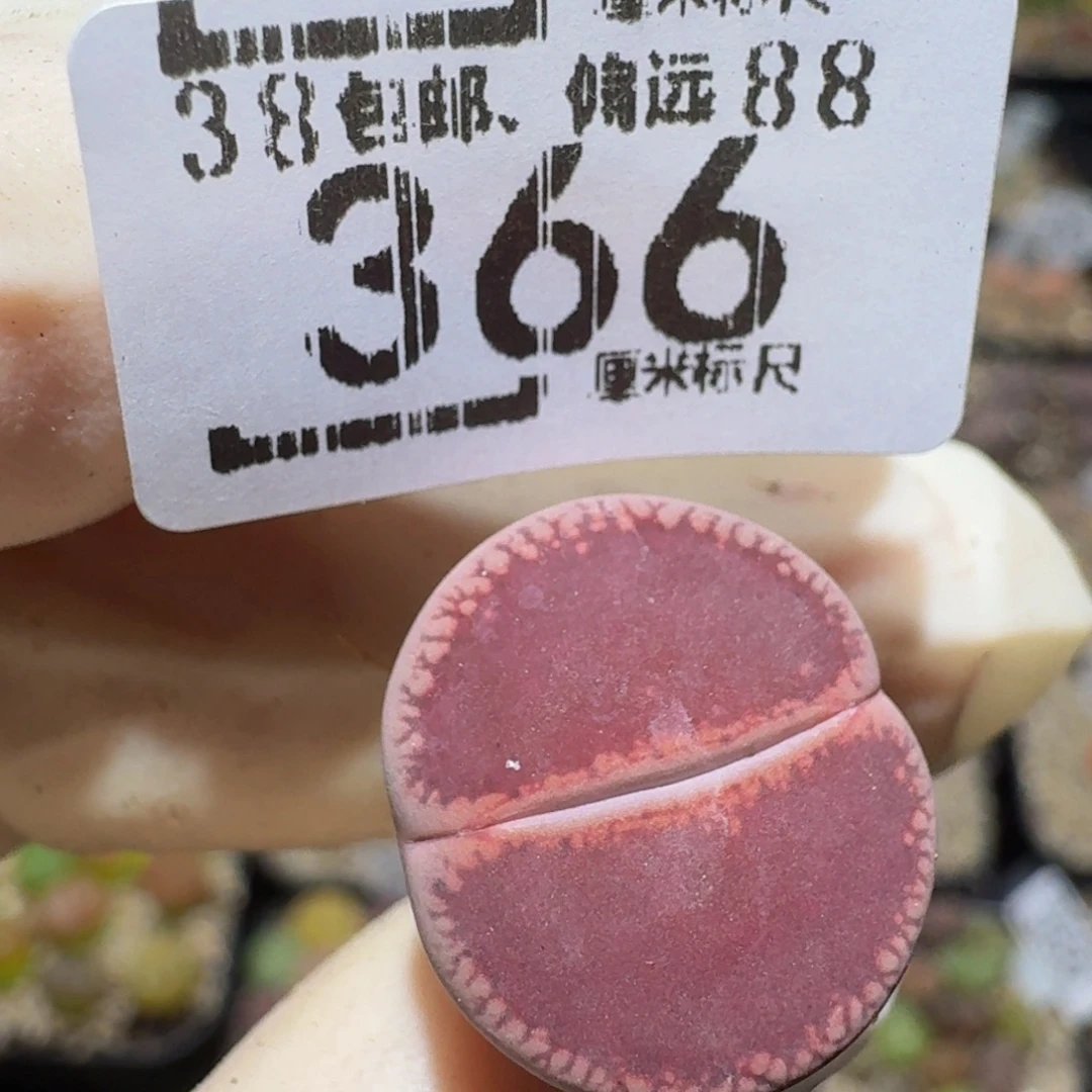Zzzz生石花肉锥366