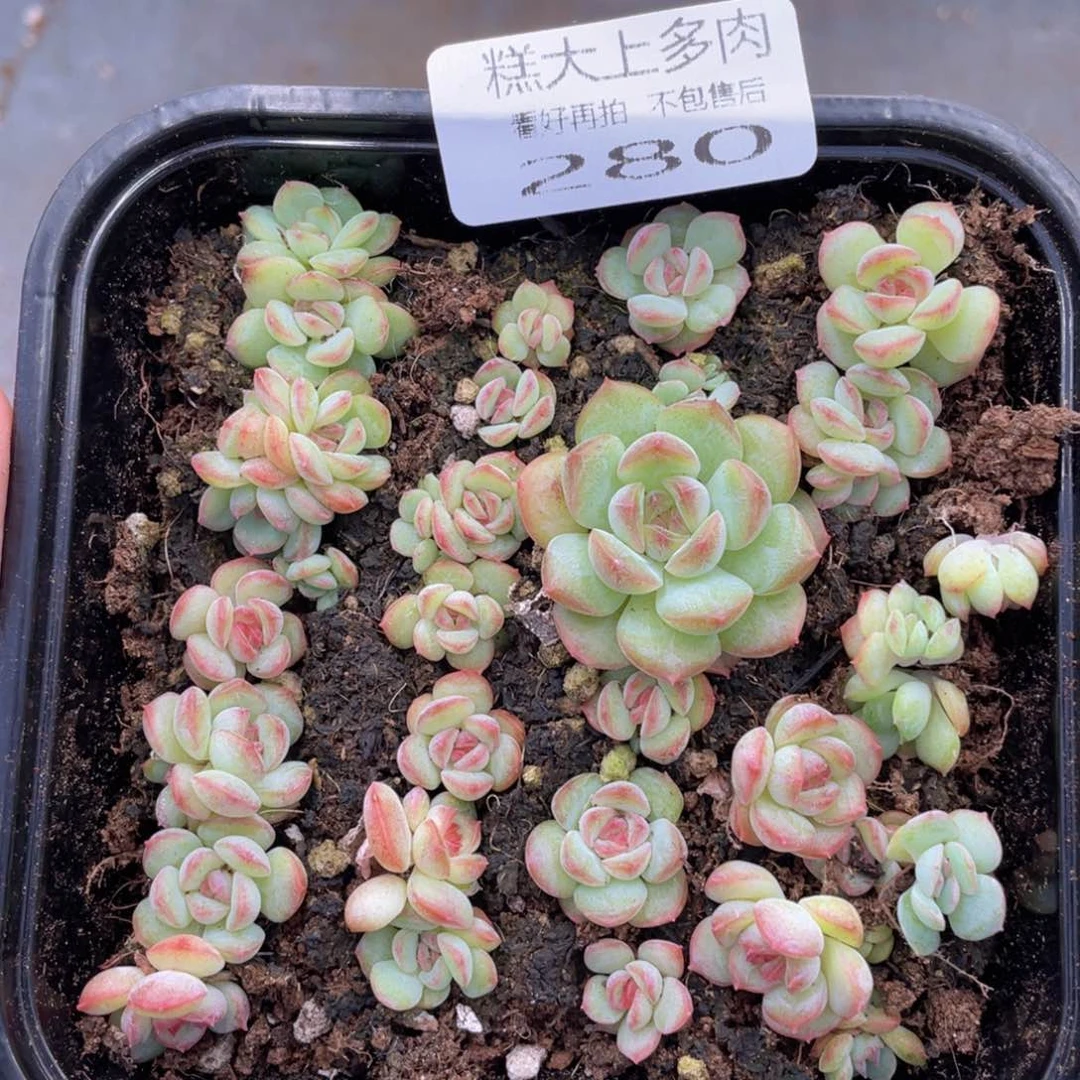 糕大上多肉植物280