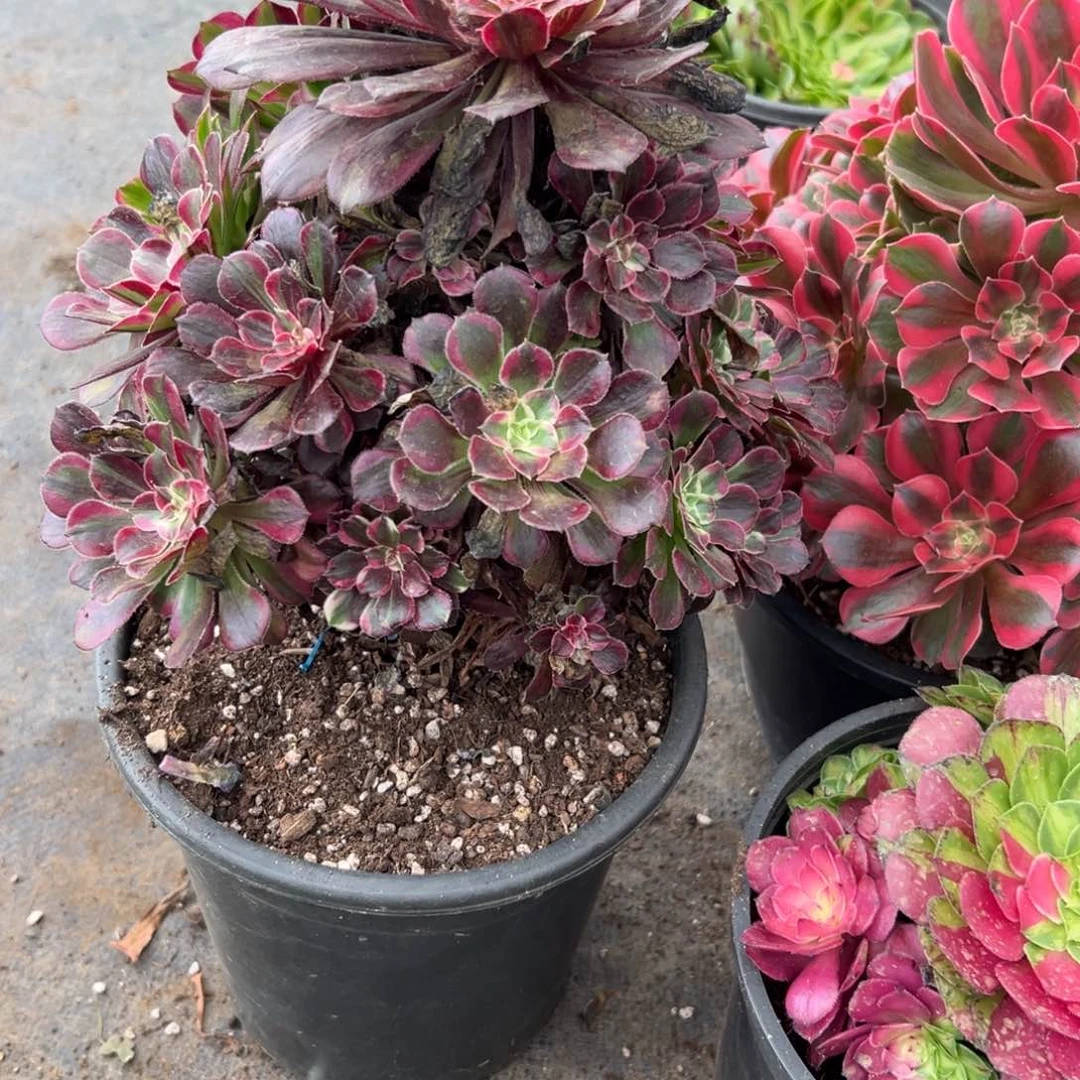 奶***鱿10同花顺多肉植物系