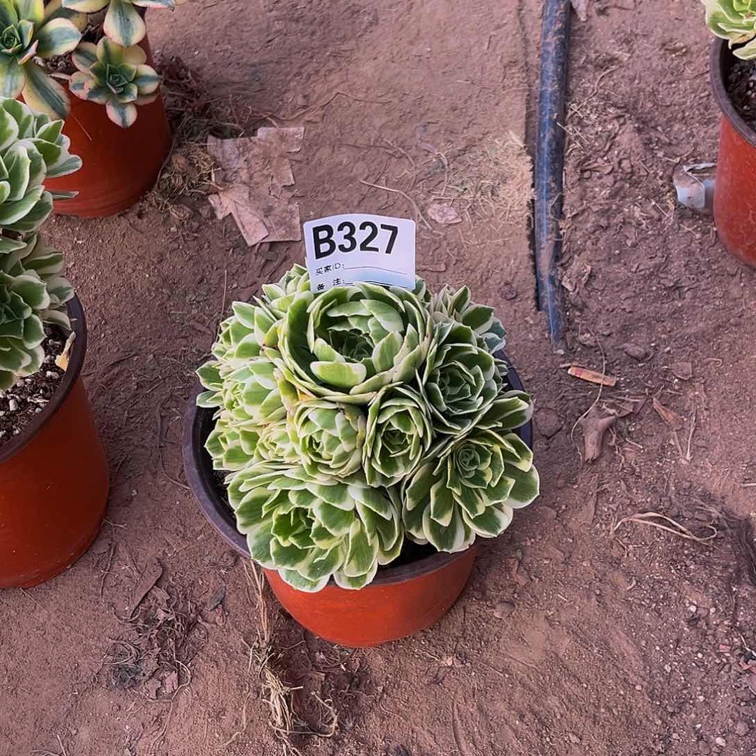 o**y迈巴赫一物一拍327