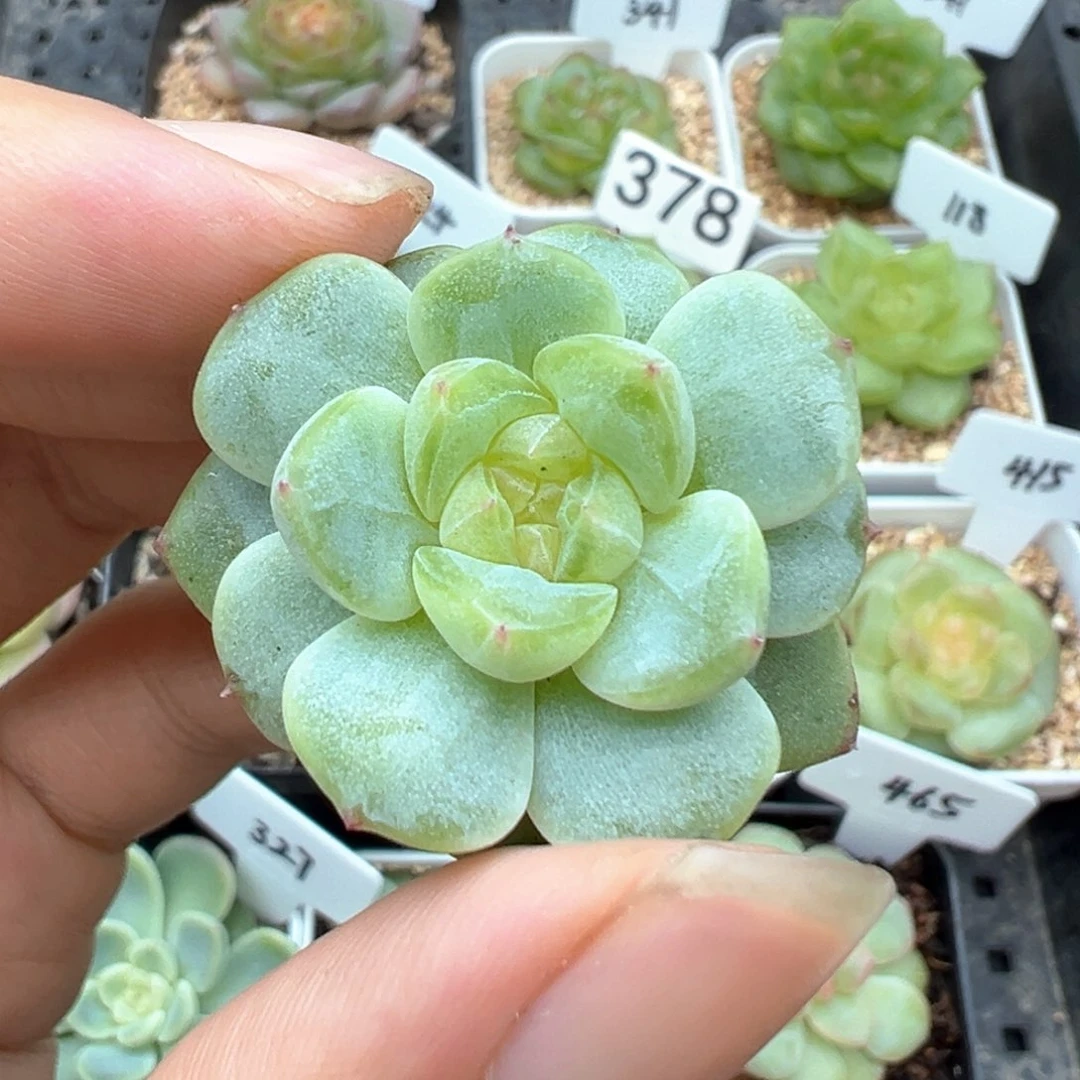529号新品 晗雨多肉
