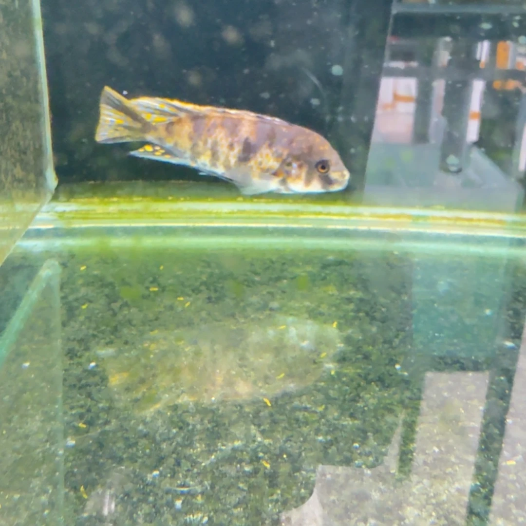 慈鲷果酱猫3100。