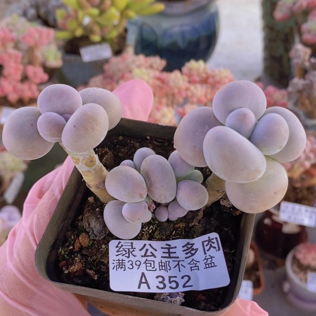 芭比奶洛7cm352多肉酱