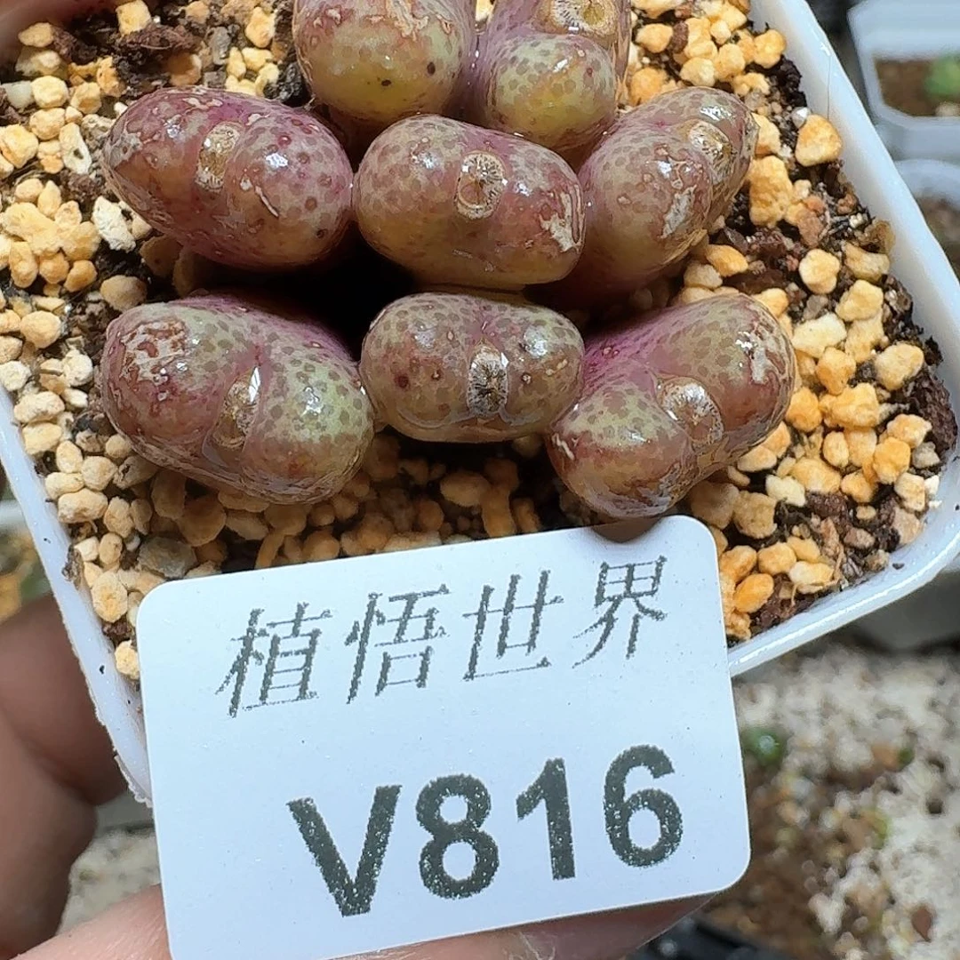 816盒多肉植物哇f g