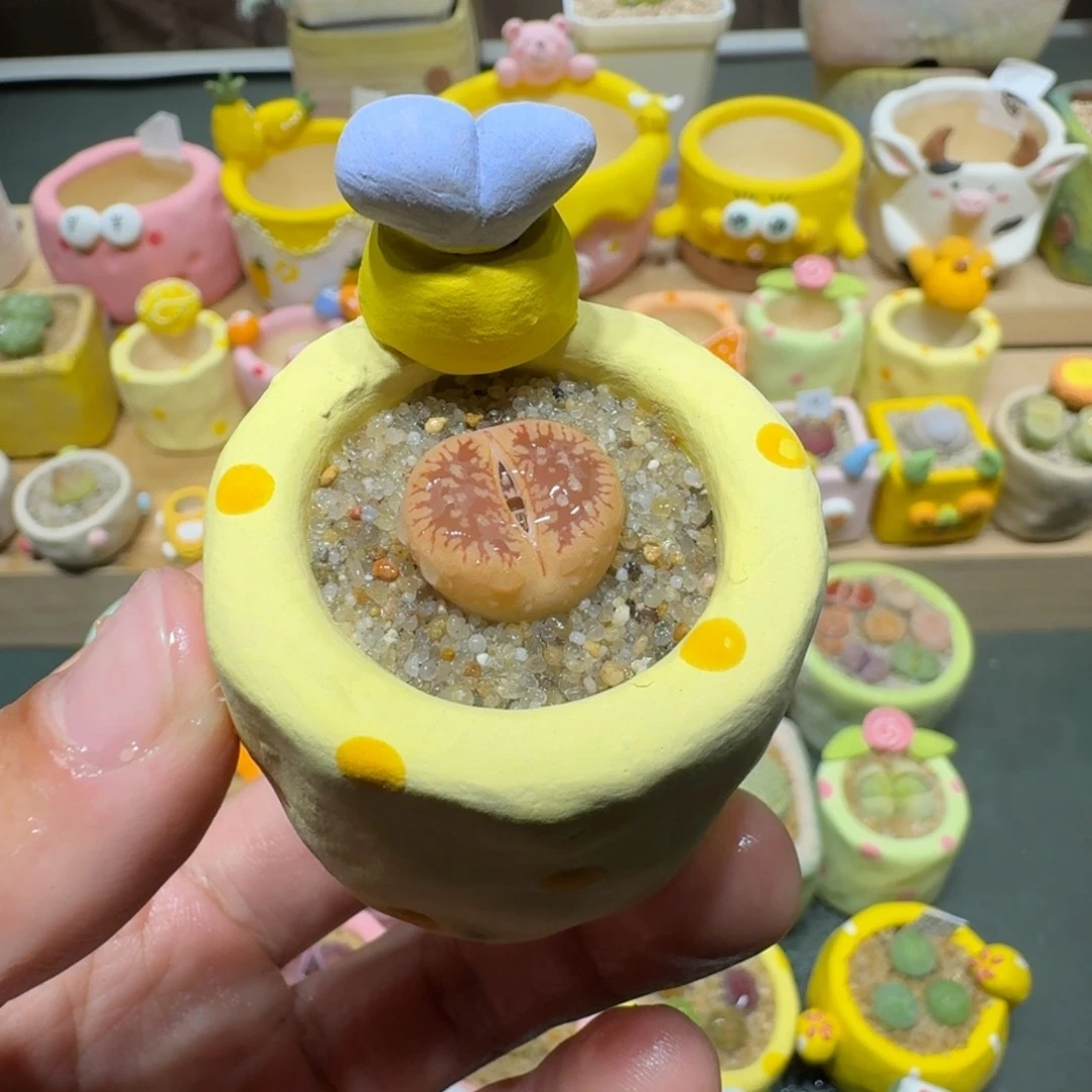 红陶蘑菇450彩虹日轮