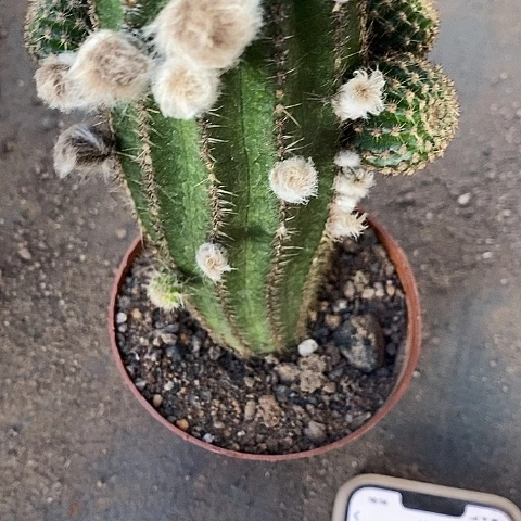 红金刚仙人球3577889