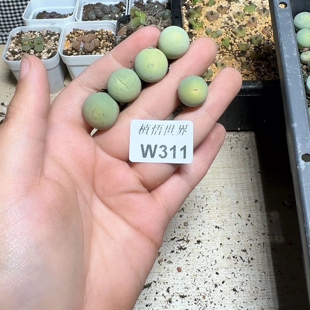 311号的植物哇f f g g g h