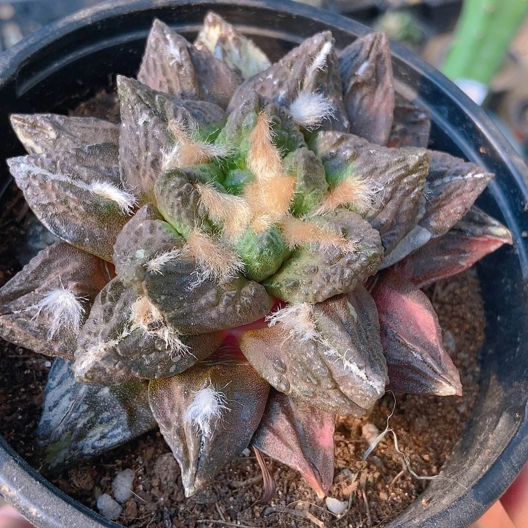 无花朵自根紫肌大尤翘尤龟甲牡丹550