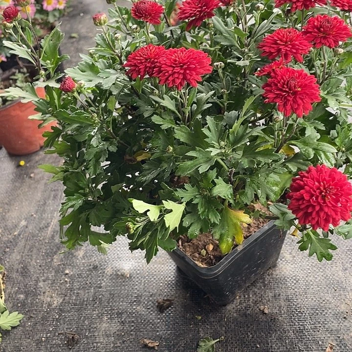 农***熊完全开放88菊花菊花菊花菊花