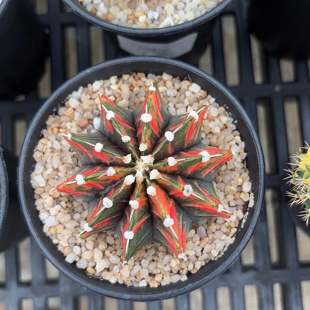 Z873-1112泰国米哈虎斑肋骨